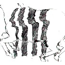 Thumb Zebra - M�nner
